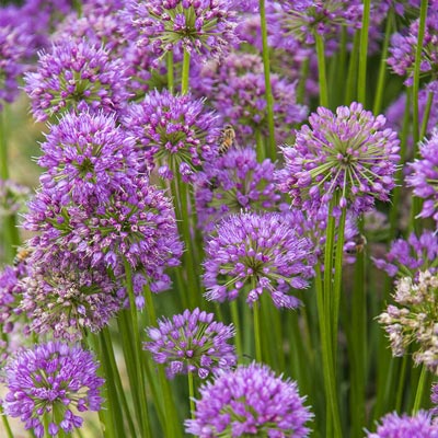 Millenium Allium – Perennials | Spring Hill Nurseries