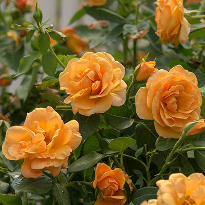 Orange Roses for Sale - Orange Freedom Rose | Spring Hill