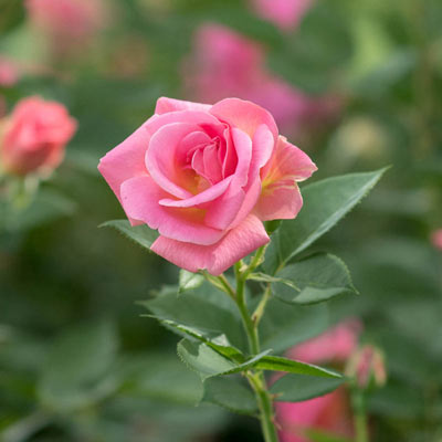 Pink Freedom Rose | Spring Hill Nurserie