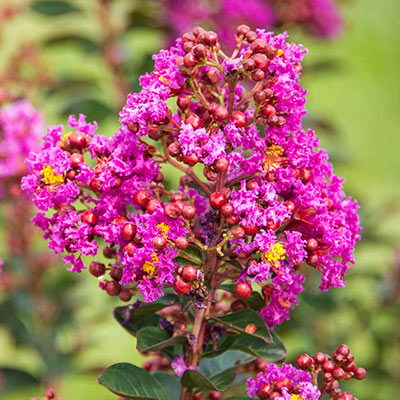 Northern Belle Hardy Magenta Crape Myrtle | Spring Hill