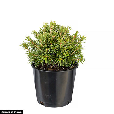 Tompa Spruce - Evergreen Shrubs | Spring Hill Nurseries