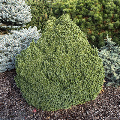 Humpty Dumpty Blue Spruce - Evergreen Shrubs | Spring Hill