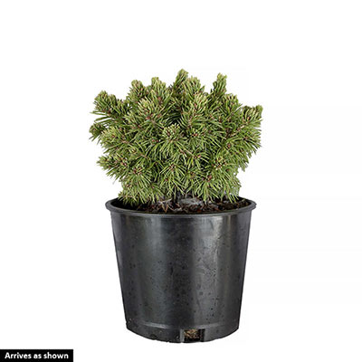 Humpty Dumpty Blue Spruce - Evergreen Shrubs | Spring Hill