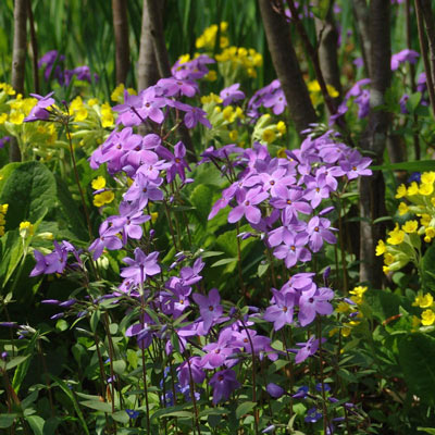Sherwood Purple Woodland Phlox | Spring Hill Nurseries