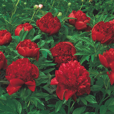 Felix Supreme Peony | Spring Hill Nurseries