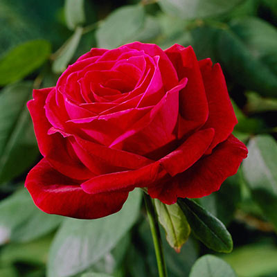 Mister Lincoln Hybrid Tea Rose - Shop Roses | Spring Hill Nurseries