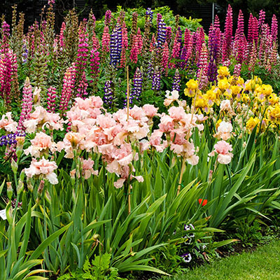 Bearded Iris Landscape Mix | Shop German Iris | Spring Hill