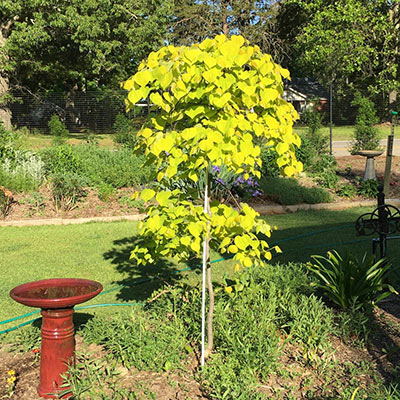 Golden Falls™ Redbud Tree - Shop Flowering Trees | Spring Hill Nurseries