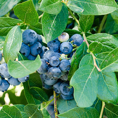 Patriot Blueberry | Shop Fruit Plants | Spring Hill