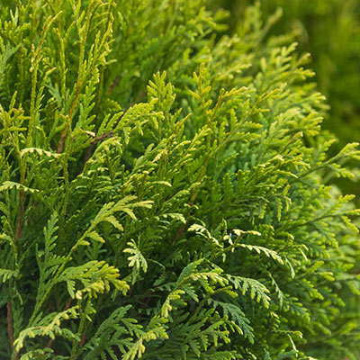 Woodward Globe Arborvitae Hedge | Spring Hill Nurseries