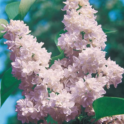 Beauty of Moscow Lilac - Shop Lilacs | Spring Hill