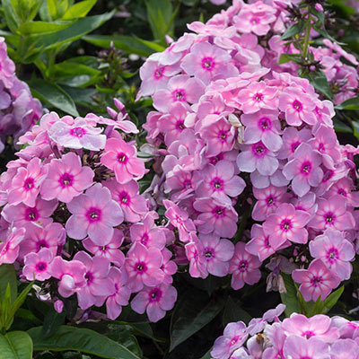 Rainbow Dancer Tall Phlox | Shop Summer Flowers | Spring Hill