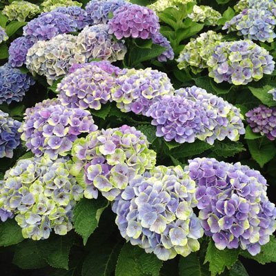 Hydrangea Everlasting Amethyst | Shop Shrubs | Spring Hill