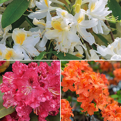 Azaleas for Sale - Buy Azaleas Online | Spring Hill Nurseries