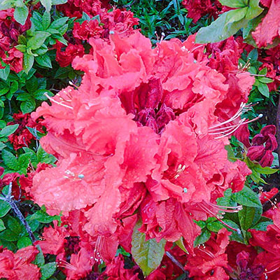 Azaleas for Sale - Buy Azaleas Online | Spring Hill Nurseries