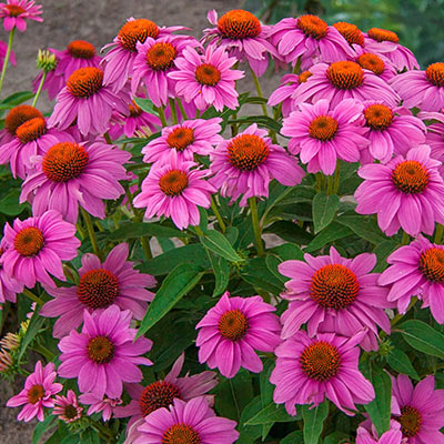 Echinacea PowWow Wild Berry Coneflower | Spring Hill Nursery