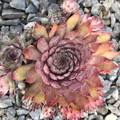 Rita Jane Hens and Chicks | Spring Hill Nurseries