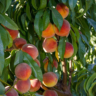Peach Peachy Keen | Peach Fruit Trees | Spring Hill Nurseries