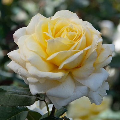 Chantilly Cream Hybrid Tea Rose - Buy Roses | Spring Hill