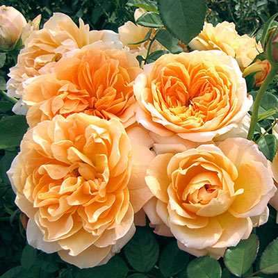 Forever Amber Floribunda Rose - Buy Floribunda Roses | Spring Hill