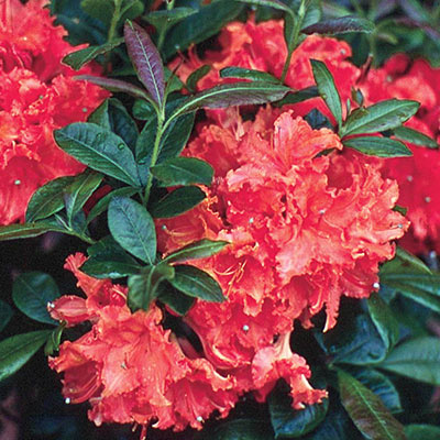 Azaleas for Sale - Buy Azaleas Online | Spring Hill Nurseries