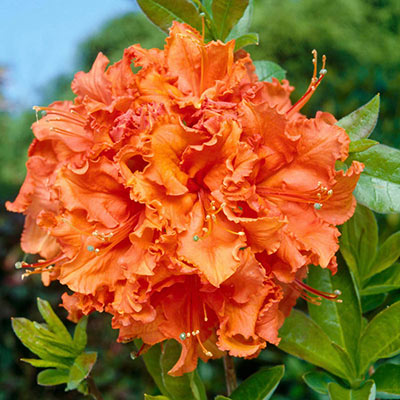 Azaleas for Sale - Buy Azaleas Online | Spring Hill Nurseries