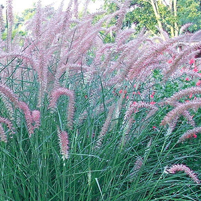 Rose Fountain Grass | Ornamental Grasses | Spring Hill