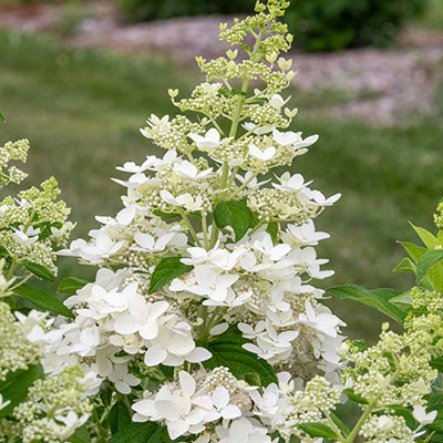 Confetti Hydrangea - Shop Hydrangea | Spring Hill