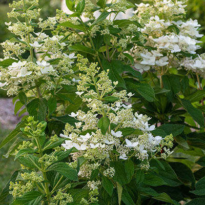 Confetti Hydrangea - Shop Hydrangea | Spring Hill