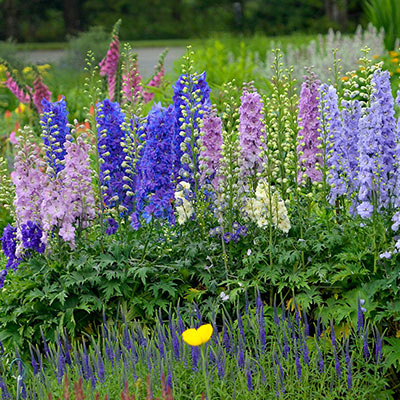 New Millenium Mini Stars Delphinium | Shop at Spring Hill