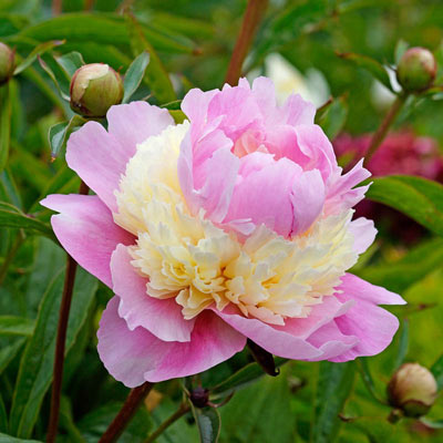 Peonies For Sale Shop Peony Plants For Sale Spring Hill Nurseries