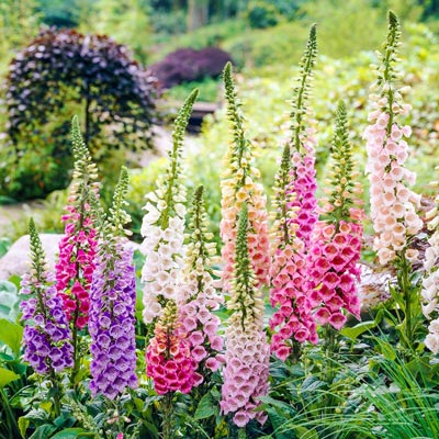 Buy Mixed Foxglove at Spring Hill Nursery