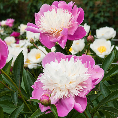 Buy Bowl of Beauty Peony at Spring Hill Nursery