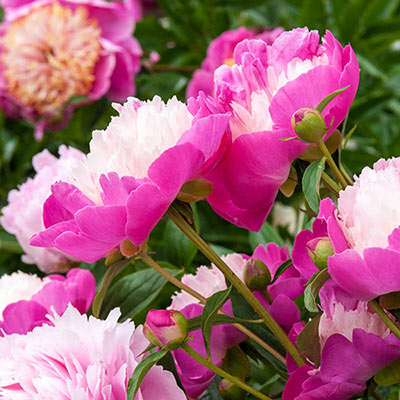 Buy Bowl of Beauty Peony at Spring Hill Nursery