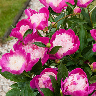 Buy Bowl of Beauty Peony at Spring Hill Nursery