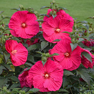 Summer in Paradise Hibiscus| Shop Hibiscus| Spring Hill