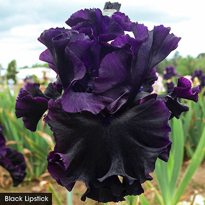 Almost Midnight Iris Collection | Spring Hill Nurseries