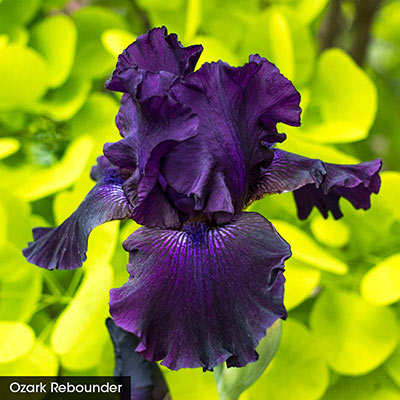 Two Months of Blooming Iris Collection | Spring Hill Nurseries