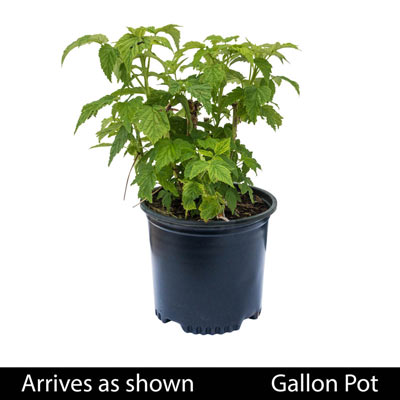 Anne Yellow Raspberry | Shop Fruiting Plants | Spring Hill