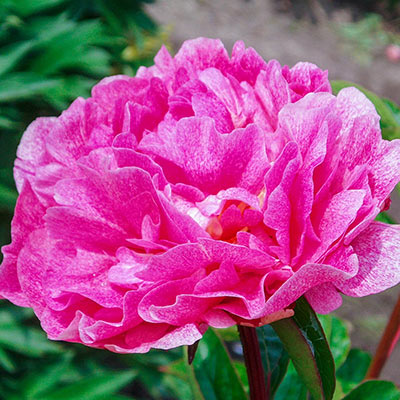 Peonies For Sale Shop Peony Plants For Sale Spring Hill Nurseries