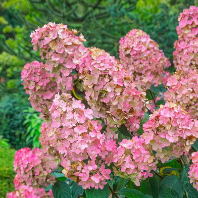 Pink Diamond Hydrangea 