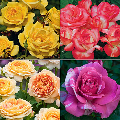 Our Choice Jumbo Grandiflora Rose - Shop Jumbo Roses | Spring Hill