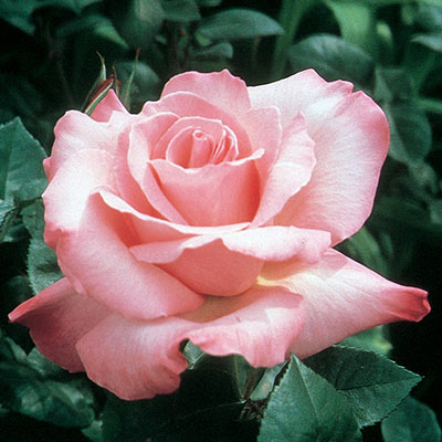 Hybrid Tea Roses — Sunnyside Nursery