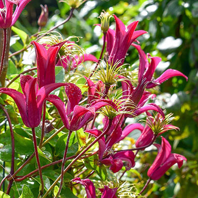 Clematis Gravetye Beauty — Shop Clematis | Spring Hill