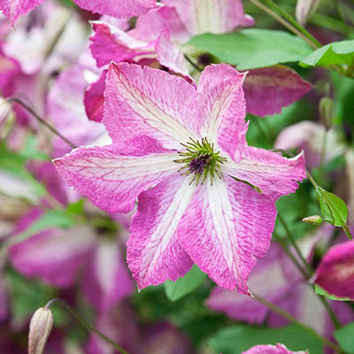 Clematis I Am Happy- Shop Clematis | Spring Hill