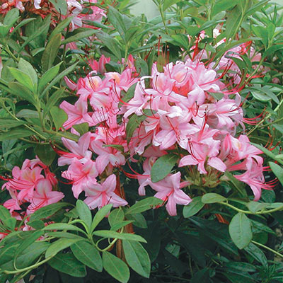 Azaleas for Sale - Buy Azaleas Online | Spring Hill Nurseries