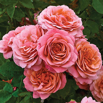 merknaam woonadres Pijnstiller Roses For Sale - Shop Rose Bushes & Plants Online | Spring Hill