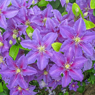 Clematis Ristimagi - Shop Clematis | Spring Hill