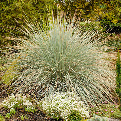 Shop Blue Oat Grass, Helictotrichon sempervirens | Spring Hill