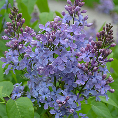 Sensation Lilac Shrub Buy Lilac Bushes Spring Hill Nurseries